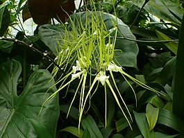 蘭花,溫室,花卉