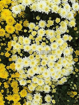 菊花黄,小菊,旅行