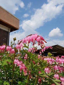 春天的花朵,天空,鮮花
