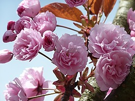 櫻花,天空,樹(shù)