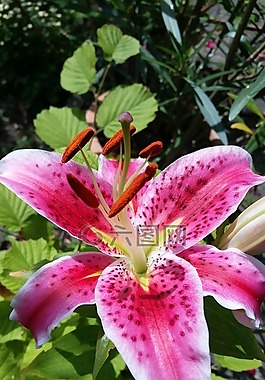 百合,開花,百合花園