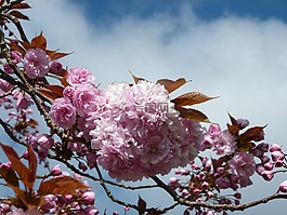 櫻桃樹,開花,櫻桃