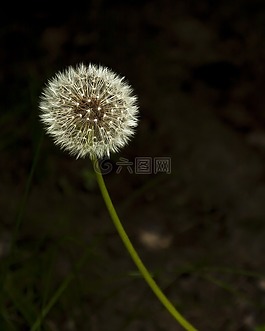 種子,蒲公英,花
