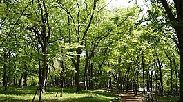 綠色,森林,公園