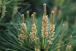 松,針葉樹,綠葉