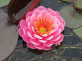 睡蓮,百合,粉紅色