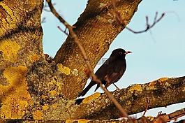 黑鳥,鳴鳥,鳥