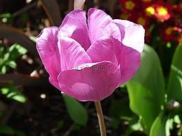 郁金香,關(guān)閉了,單綻放