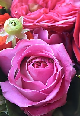 灌木,花,花瓣