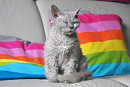 猫,竞赛,困了