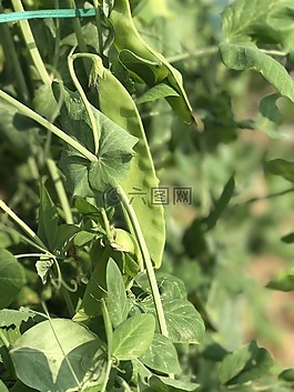 豌豆,bean,綠色