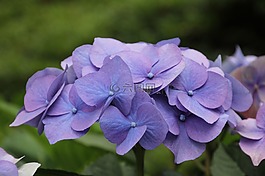 八仙花,花,開花
