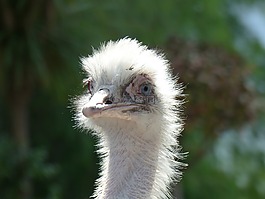 鴕鳥(niǎo),動(dòng)物,鳥(niǎo)