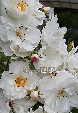 玫瑰,玫瑰花,廠