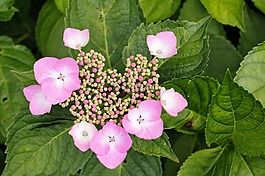 八仙花,花,開花