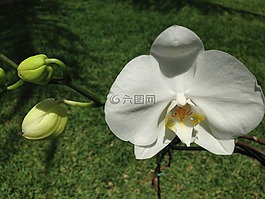 花卉,白,花園