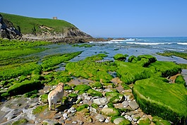 海灘,海,狗