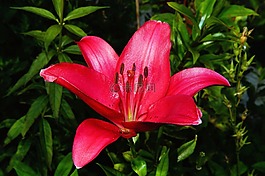 花,開花,百合