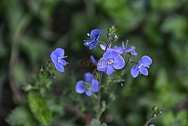 鮮花,植物區(qū)系,性質(zhì)