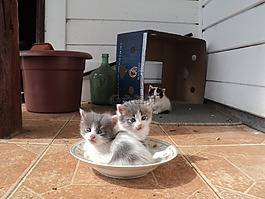 貓,小貓,動物
