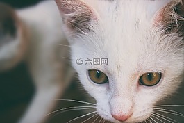 貓,白,小貓