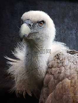 兀鷲,鳥(niǎo),捕食鳥(niǎo)