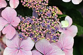 八仙花,花,開花
