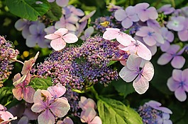 八仙花,花,開(kāi)花