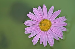 雛菊,花,植物