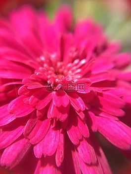 花,開花,關(guān)閉