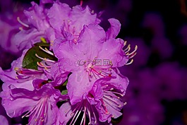 花,映山紅,盛開