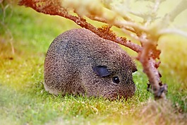 豚鼠,光滑的頭發(fā),lemonagouti