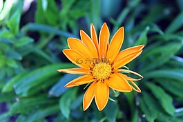 花,花园,夏天