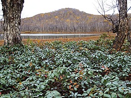森林,湖,苔原