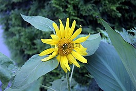 向日葵,花園,夏天