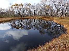 湖,森林,苔原