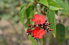花朵,紅色,花蕾