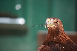 老鷹,鷹,鳥