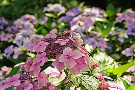 八仙花,花,開花