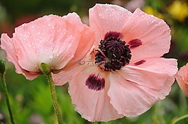 花,植物,開花