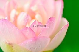 自然,植物,在初夏