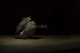 野生動物,小雞,鳥