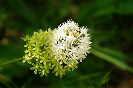 植物,野生,花