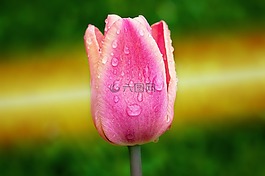 郁金香,粉紅色,花