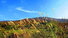 日本的秋天,蓝色的天空,景观