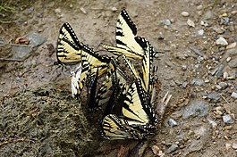 動(dòng)物,昆蟲,蝴蝶