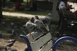 鳥,銀行,公園