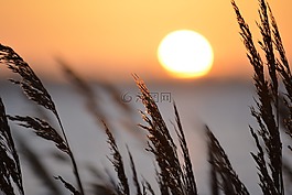 蘆葦,海,日落