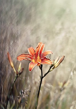 花,百合,性質