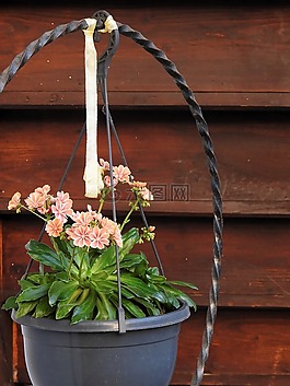 花園,鮮花,花盆